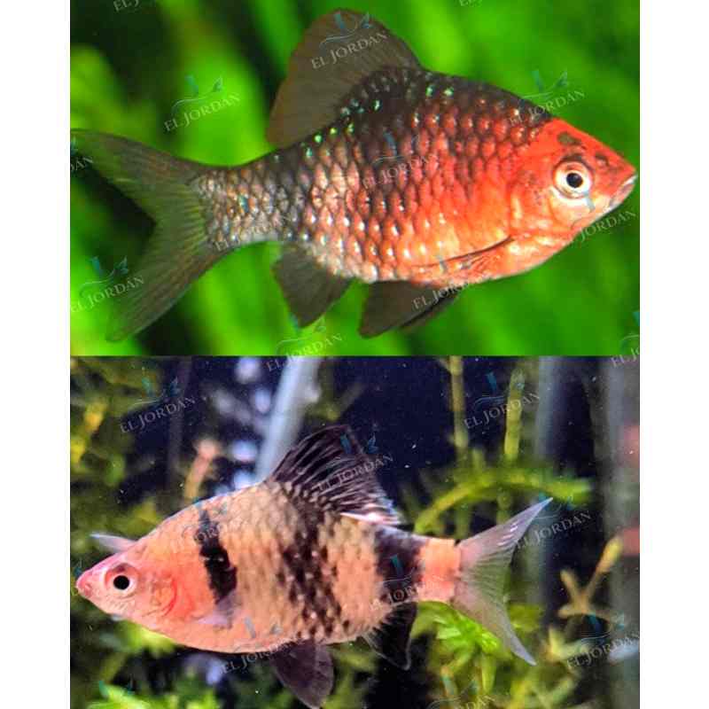 Barbo Rubí Negro | Pethia nigrofasciata