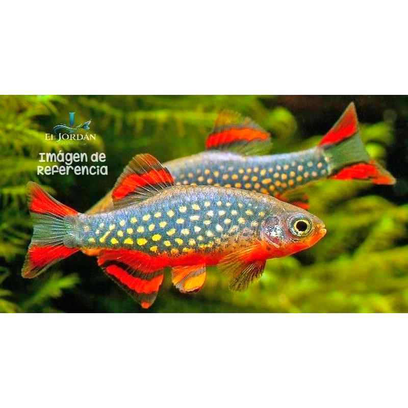 Microrasbora Galaxy | Danio margaritatus