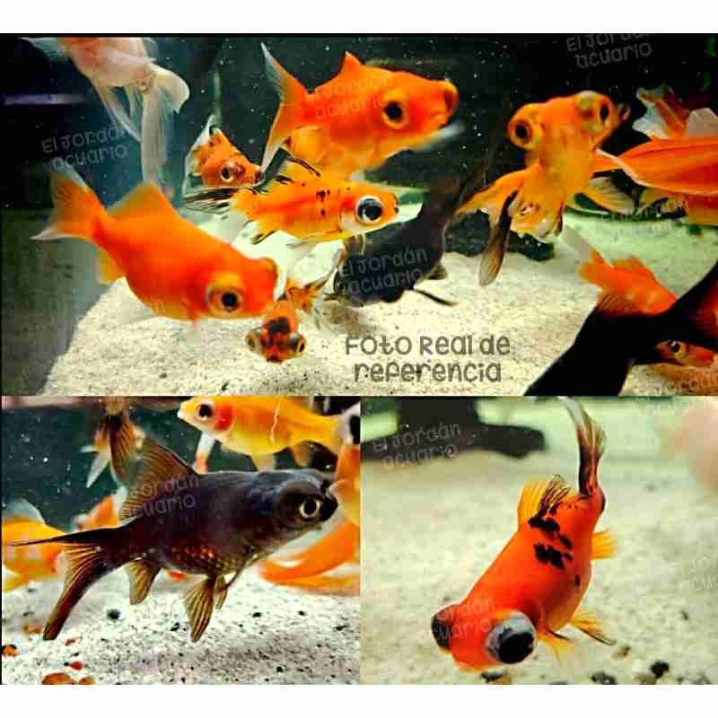 Telescopio Goldfish Común Pequeño (Carassius auratus) Surtido