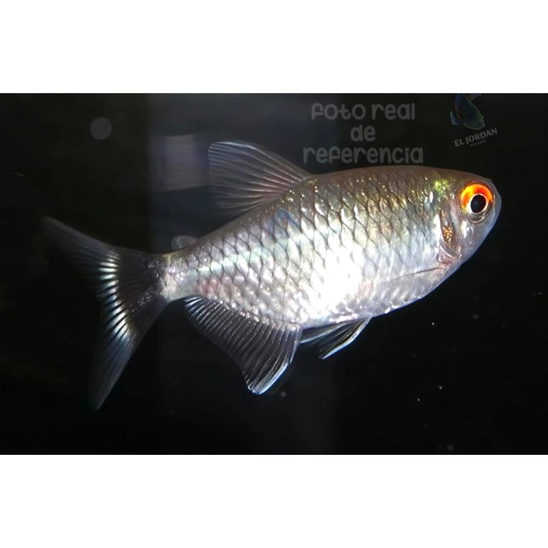 Tetra Santa Filomena | Moenkhausia sanctaefilomenae